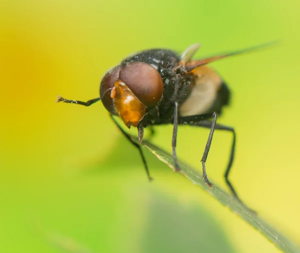 Insekten fliegen — Stockfoto