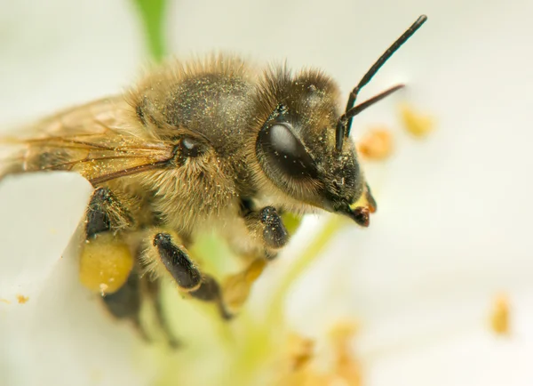 Včela - apis mellifera — Stock fotografie