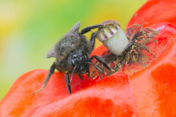 Bumblebee — Stock Photo, Image