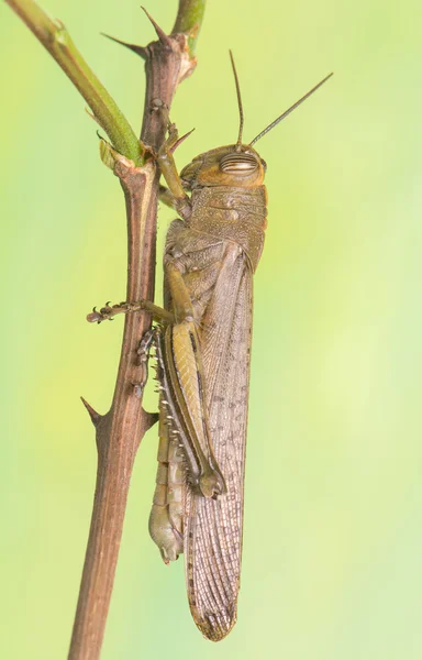 Grasshopper — Stock Photo, Image