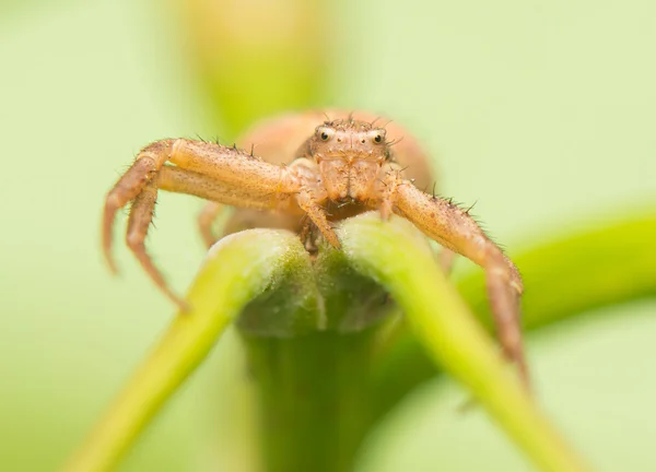 Spinne - xysticus — Stockfoto