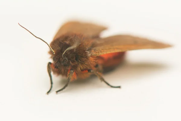 Borboleta da noite — Fotografia de Stock