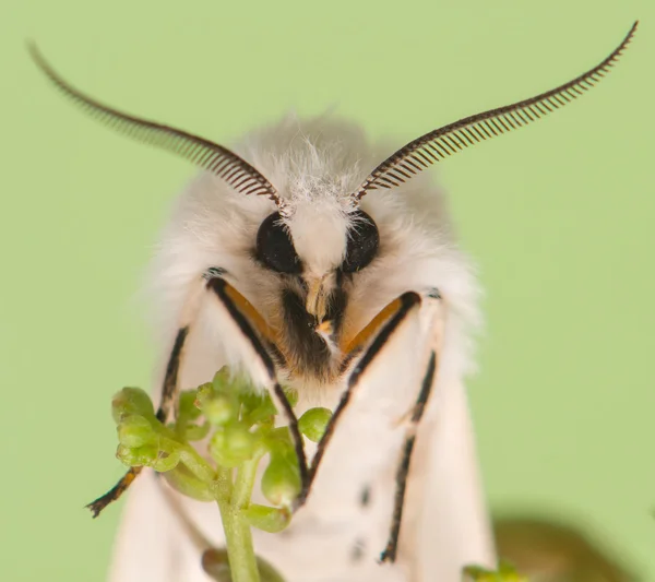Ночная бабочка - Spilosoma lubricipeda — стоковое фото