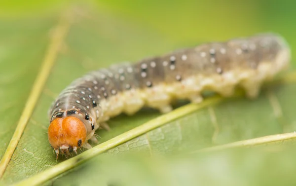 Caterpillar - lente-orvlinder — Stockfoto