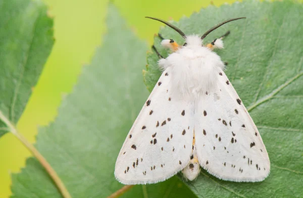 Borboleta noturna - Spilosoma lubricipeda — Fotografia de Stock