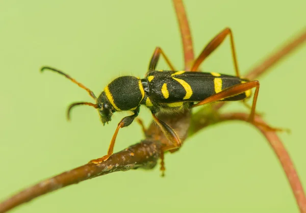 Käfer - clytus arietis — Stockfoto