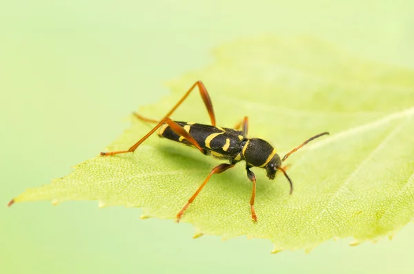 Besouro - Clytus arietis — Fotografia de Stock