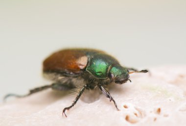 böceği - phyllopertha horticola