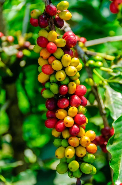 Kaffeekirschen — Stockfoto