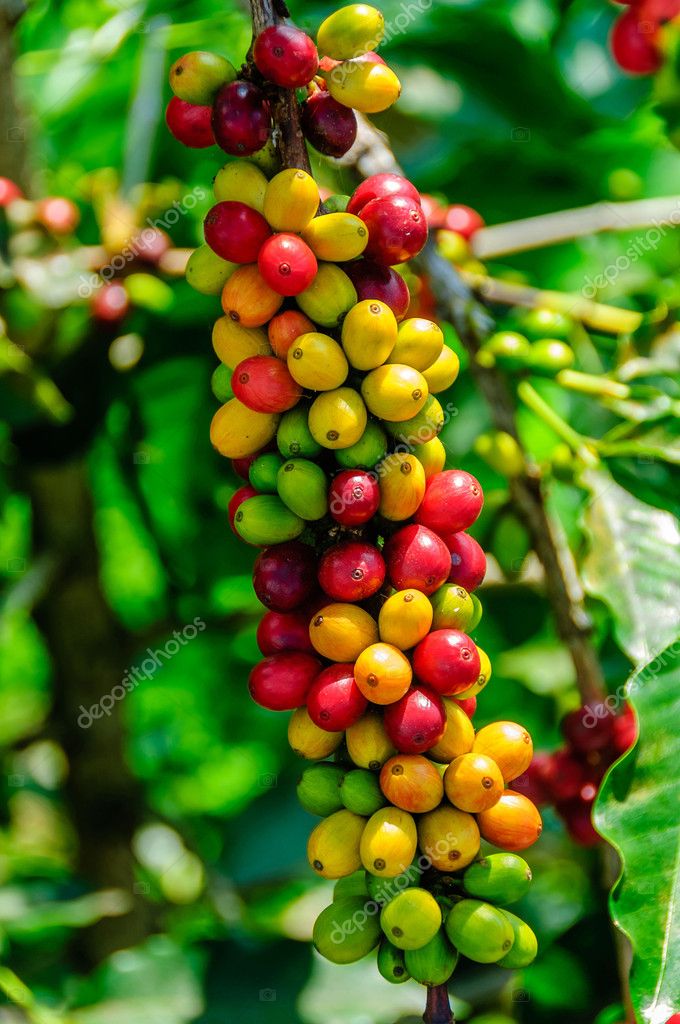 Coffee Cherries — Stock Photo © PhotoAnkrum 35815497
