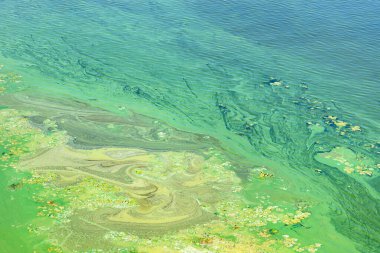 Mavi-yeşil algler nehrin kıyı sularının yüzeyini bir filmle kaplıyor. Nehir suyu kirliliği. Ekolojik sorunlar.