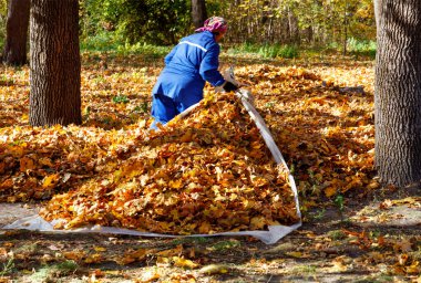 Mavi tulumlu bir kamu görevlisi, bir şehir parkının güçlü ağaç gövdeleri arasında düşen portakal yapraklarını topluyor. Gönüllü olmak, temizlik ve ekoloji kavramı.
