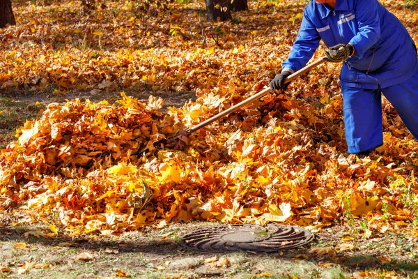 一名穿着蓝色工作服的工人用耙在城市公园的一堆落叶上耙 清洁和生态概念 复制空间 — 图库照片