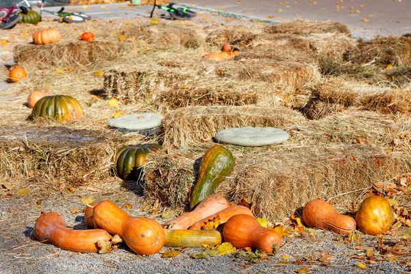 Круглые Длинные Оранжевые Тыквы Лежат Среди Снопов Сена Зоне Отдыха — стоковое фото