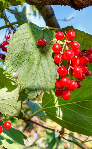 Ярко Красный Букет Ягод Вибурнума Фоне Зеленых Листьев Осеннего Сада — стоковое фото