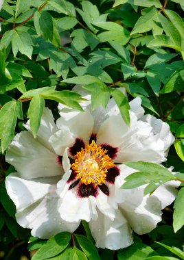 Çiçek açan bir Peeonia 'nın büyük beyaz çiçeği, yaprakları ve yaprakları yağmur damlalarıyla dolu bir parktaki bir ağaç. Yakın çekim, kopyalama alanı. Dikey resim.