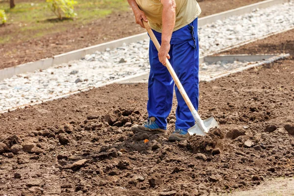 Senior Elderly Male Gardener Loosens Soil Shovel Vegetable Garden Garden — Foto Stock