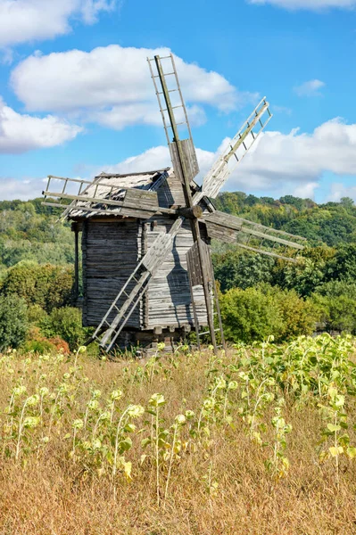 Field Ripening Sunflowers Foreground Old Wooden Windmill Rural Summer Landscape — Foto Stock