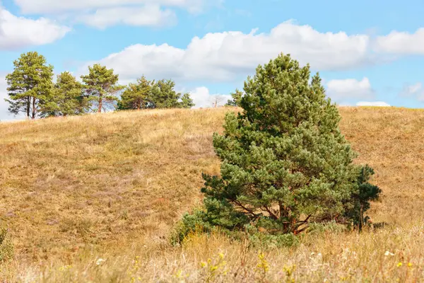 Пишне Зелене Соснове Дерево Схилі Пагорба Тлі Жовтих Сушених Трав — стокове фото