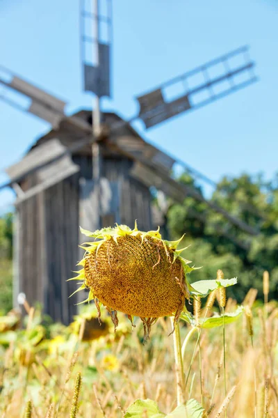 Paesaggio Rurale Vintage Primo Piano Testa Girasole Uno Sfondo Sfocato — Foto Stock