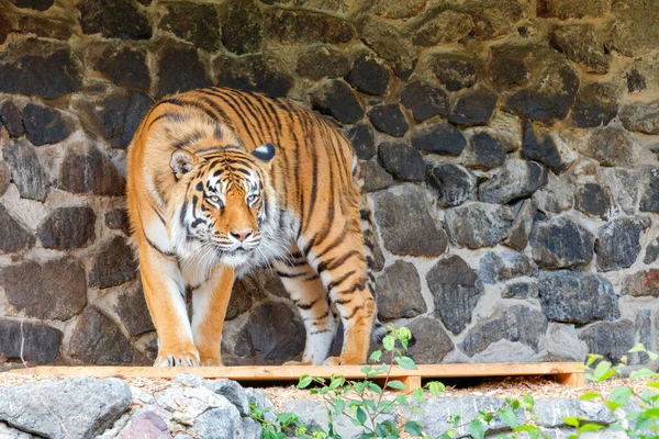 Hermoso Tigre Salvaje Con Rayas Negras Espalda Contra Una Pared — Foto de Stock