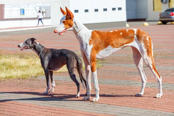 Ibisansk Hund Vit Och Röd Poserar Elegant Mot Bakgrund Ett — Stockfoto