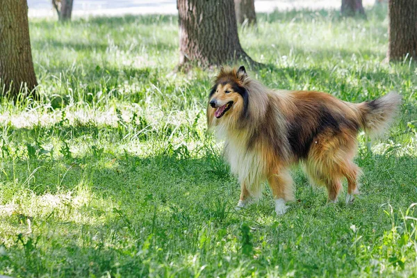 Ένας Μακρυμάλλης Σκύλος Κόλεϊ Όμορφη Γούνα Χρωματισμού Βόλτες Ένα Πράσινο — Φωτογραφία Αρχείου