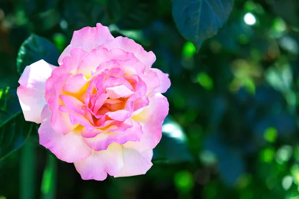 Bujny Kwiat Liliowej Róży Delikatnymi Falistymi Płatkami Zielonym Rozmytym Tle — Zdjęcie stockowe