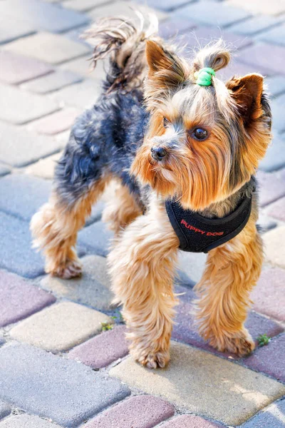 Portrait Funny Yorkshire Terrier Pigtail His Head Background Cobbled Colored — Stockfoto