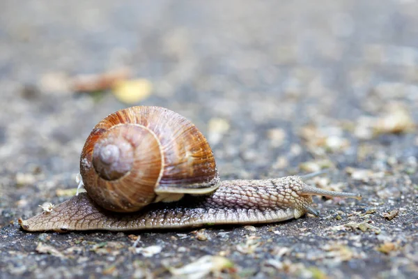 A large common garden snail crawls along an asphalt path. Blurred mottled gray background. Selective focus. copy space.