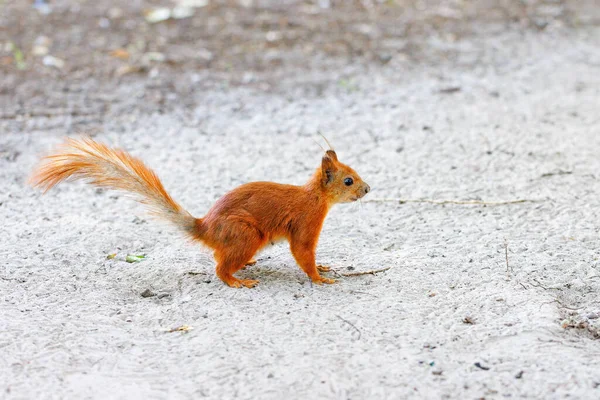 다람쥐와 모래땅의 일치하는 — 스톡 사진