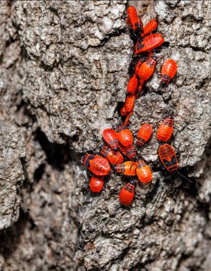 Ağaç kabuğunun arka planında siyah noktalı kırmızı böcekler. Parlak renkli asker böceklerden oluşan bir koloni güneşin tadını çıkarıyor..