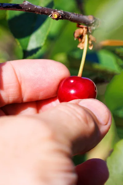 Ripe Red Cherry Plucked Human Hand Cherry Tree Blurred Background — стоковое фото