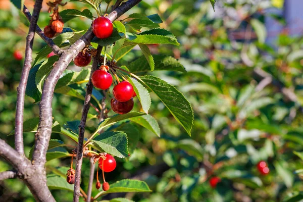 Ripe Red Cherries Hanging Cherry Tree Branch Blurred Background Copy — стоковое фото