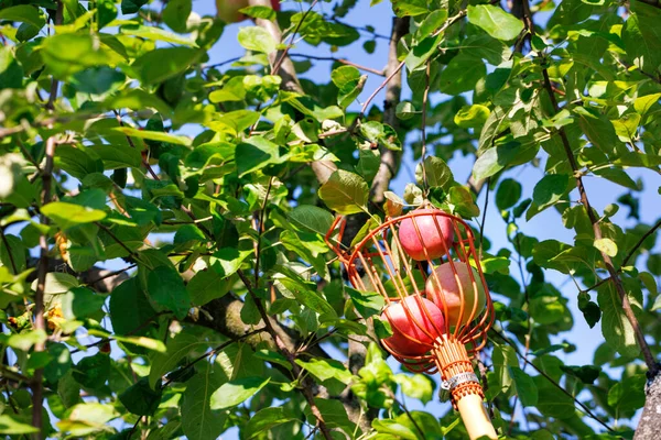Ripe yellow and red apples are collected in a metal picker basket during the harvest in the summer garden.