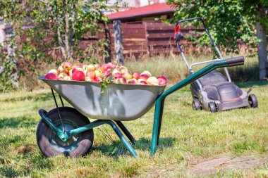A garden wheelbarrow full of ripe juicy apples in a rustic orchard on a sunny day against the background of a garden plot, a mowed lawn and a lawn mower in blur. Close-up. Copy space.