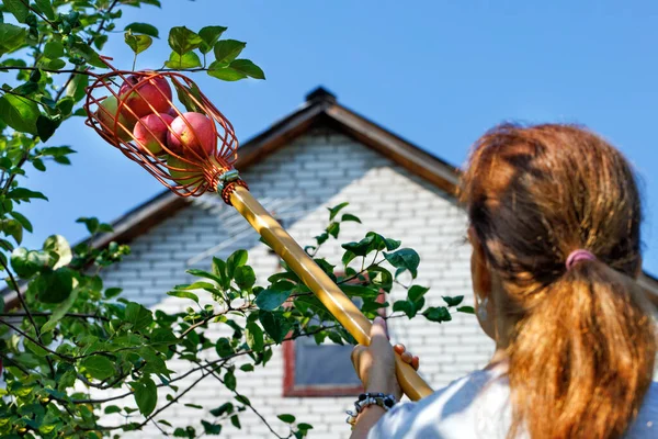 The fruit picker basket in the hands of a woman is filled with ripe yellow and red apples against a blurred background of the house, the blue sky and the hostess.