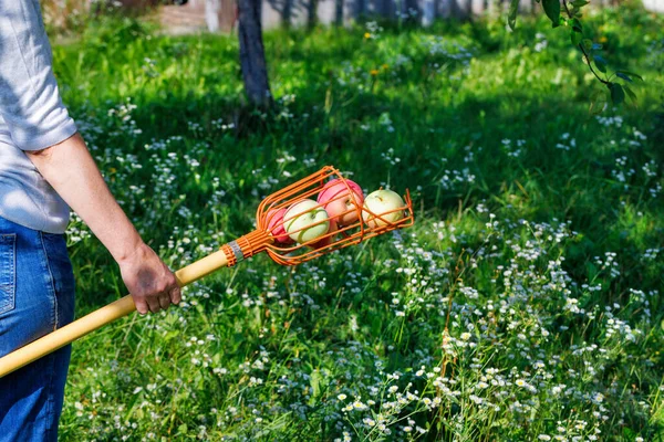 Fruit Picking Basket Woman Hands Filled Ripe Yellow Red Apples — Foto Stock