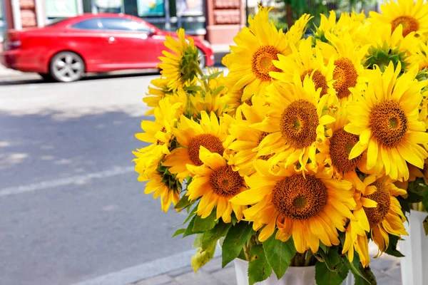 Yellow sunflowers in white vases on a city sidewalk against a blurred city street on a sunny day. Copy space.