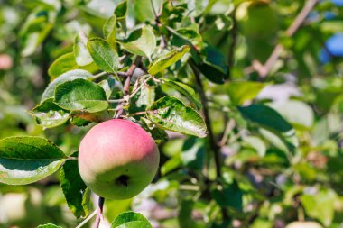 Güneşli bir yaz gününde, bir ağaç dalında yetişen olgun bir elmanın, yeşil yaprakların arka planına yaklaşması..