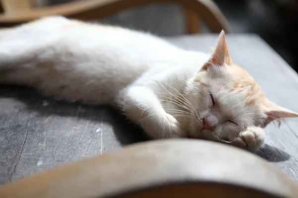 Gato — Foto de Stock