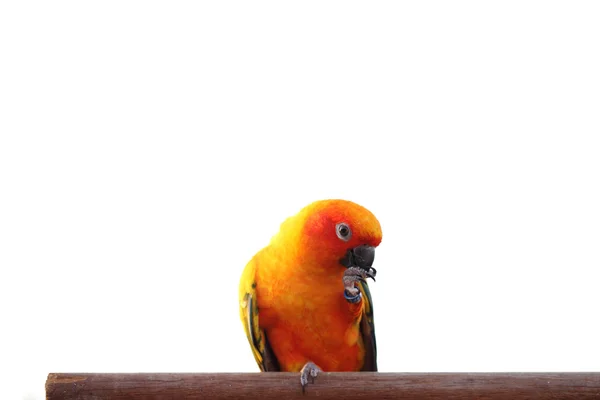 Sol Conure fugl - Stock-foto