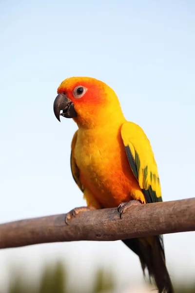 НД папуга птах — стокове фото