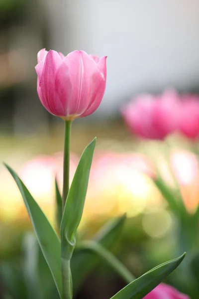 Roze tulpen — Stockfoto