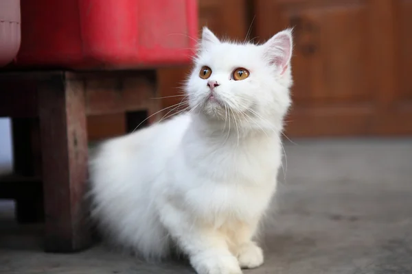 Gato — Foto de Stock