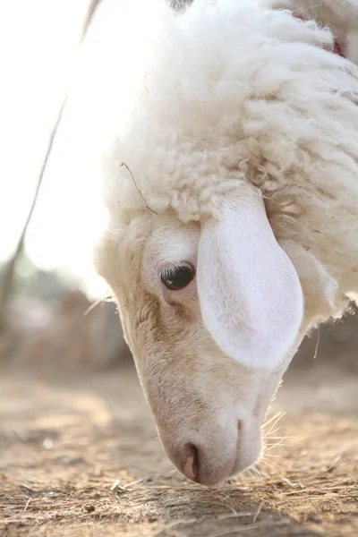 Sheep in field — Stockfoto