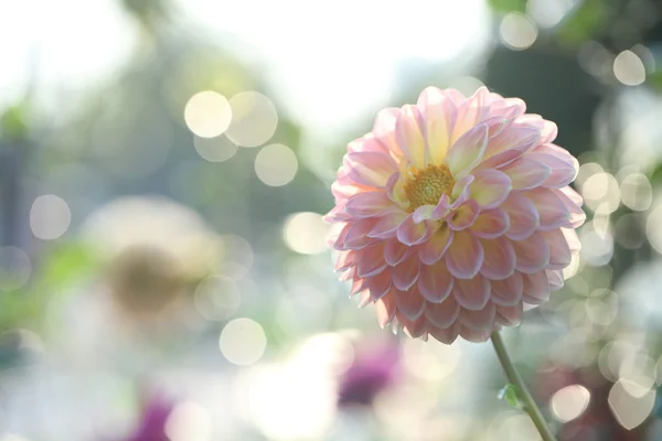 ピンクの春の花 — ストック写真