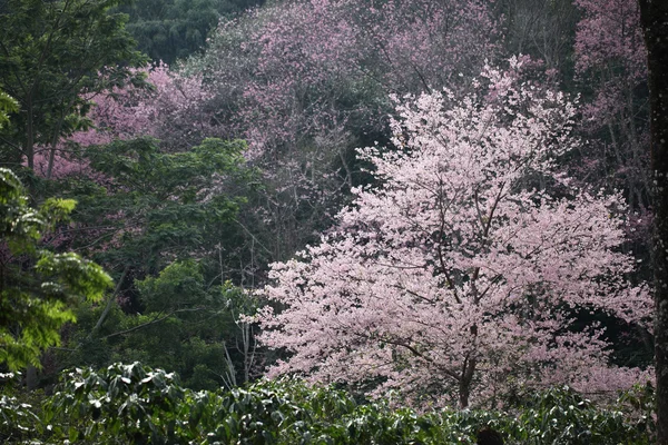 Flor de cerezo, flor de sakura rosa en el bosque —  Fotos de Stock