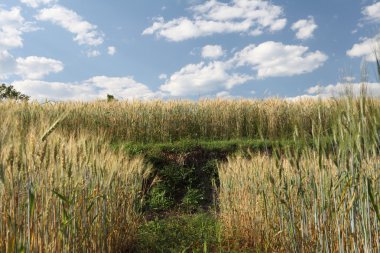 Buğday tarlası ve mavi gökyüzü