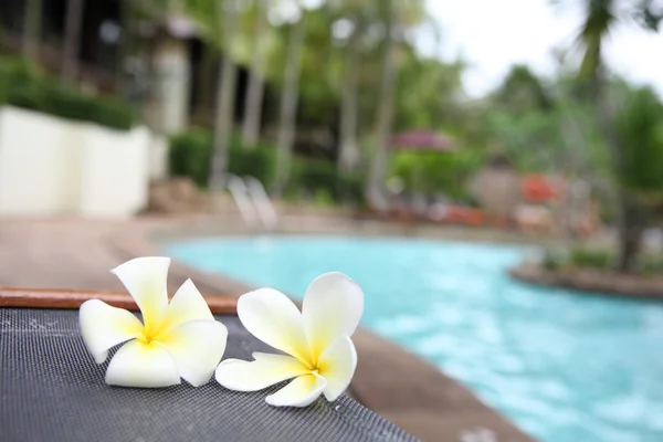 Tropiska blommor swimmingpool — Stockfoto